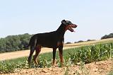 DOBERMANN 585